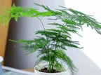 20PCS Asparagus Plumosus Nanus Seeds Terrarium Plant Asparagus Fern Seeds Heirloom