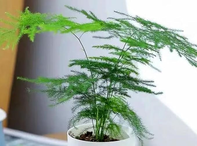 20PCS Asparagus Plumosus Nanus Seeds Terrarium Plant Asparagus Fern Seeds Heirloom