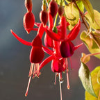 2 Fuchsia Plants, Live Fragrant Fuchsia Flower Bush Shrub, 3-6 Inches Tall (Red)