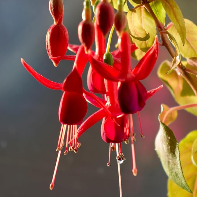 2 Fuchsia Plants, Live Fragrant Fuchsia Flower Bush Shrub, 3-6 Inches Tall (Red)