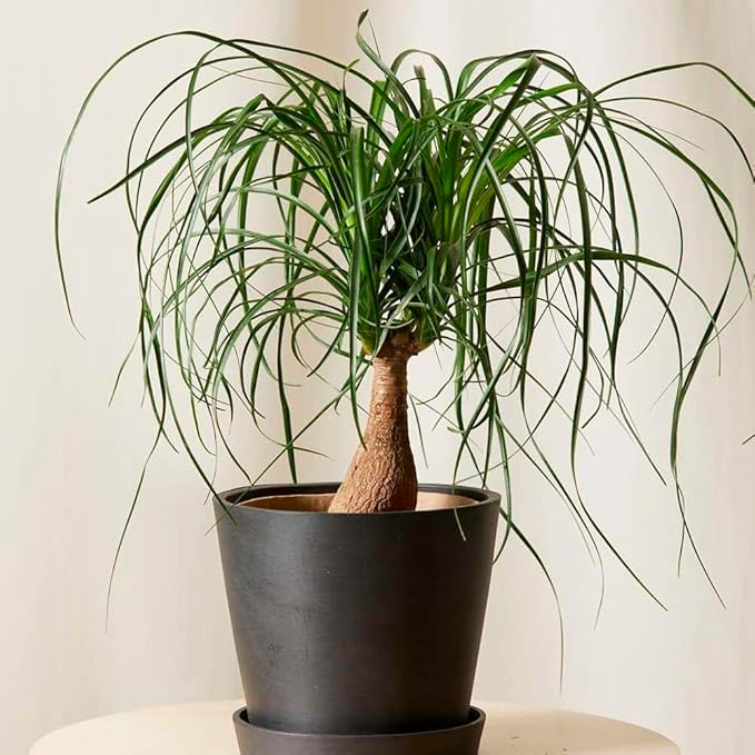 Palm Ponytail Live Plant for Indoor | Different Houseplants in 4'' & 6'' Pot | Real House Plant for Living Room, Office, Desk & Bathroom | Beaucarnea recurvata | Ponytail Palm