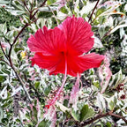3 Hardy Hibiscus Plants Live, Well Rooted Hibiscus Flower 4-7'' Tall, Flowering Shrub for Garden or Containers Planting (Variegated Red)