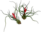 ragnaroc Air Plants - Flowering Tillandsia Bulbosa Guatemala, Large 3-5" - 2ct - Live Arrival Guaranteed - House Plants for Home Decor & Gift