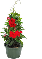 Tropical Plants of Florida Red Mandevilla Plant Live Hanging Basket - 12" Basket - Overall Size 14" Wide by 18"