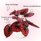 Begonia Live Plant, Begonias Live Plant, Rare Begonias Plants, 5-7 Inches in Height for Indoor Houseplant (Red Begonia)