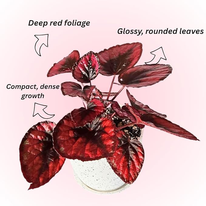 Begonia Live Plant, Begonias Live Plant, Rare Begonias Plants, 5-7 Inches in Height for Indoor Houseplant (Red Begonia)