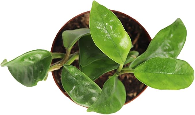 Hoya Carnosa Krinkle Wax Plant with Chocolate Scented Pink Star Shaped Flowers - 2'' from California Tropicals