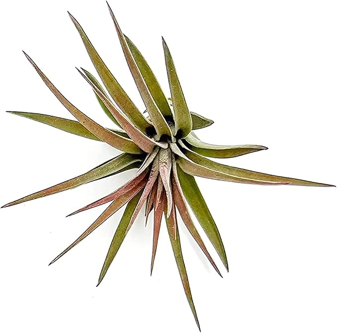 ragnaroc Air Plants - Tillandsia Brachycaulos Abdita, Large 4-6" - 2 ct - Live Arrival Guaranteed - House Plants for Home Decor & Gift