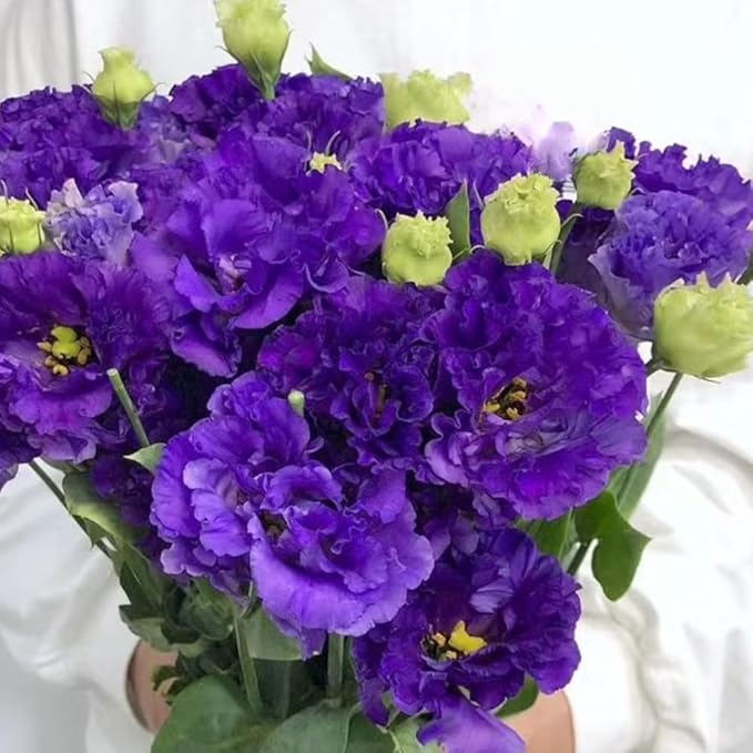 Eustoma Lisianthus Plant Live, Lisianthus Flowers Well Rooted Plug 2-3 Inch Height, Lisianthus Thornless Roses Seedling (Dark Blue Lisianthus)