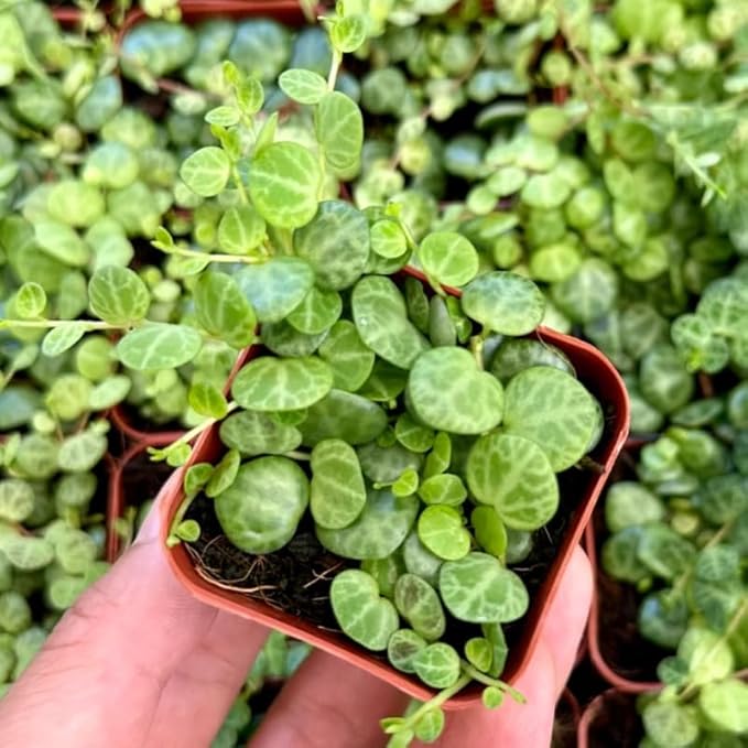 String of Turtles Live Plant, Rare Succulent Houseplant Indoor Home Decoration