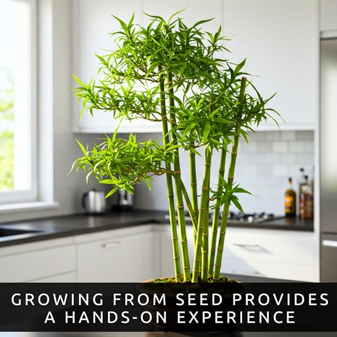 Japanese Bamboo Bonsai Forest Seeds – 100 Premium Seeds for Indoor Outdoor Planting, Create Mini Zen Garden, Fast Growing Ornamental Bamboo for Containers, Patio Décor & DIY Bonsai Projects