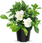 2 Jasmine Plants Live, Climbing Jasmine Flower Plant, Zone 4 to 11, 5 to 7 Inc in Height (Frost Proof Gardenia)