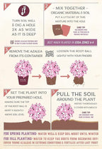 Autumn Amethyst Encore Azalea (1 Gallon) - Purple, Pink Flowering Shrub - Reblooming Rhododendron Plants