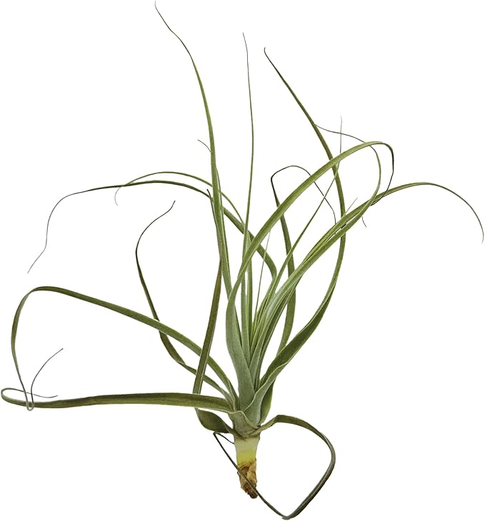 ragnaroc Air Plants - Tillandsia Straminea Jumbo 6-9" - 3ct - Live Arrival Guaranteed - House Plants for Home Decor & Gift