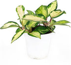 Hoya Carnosa Krimson Princess (4 inch) - Pet-Friendly Houseplants - Attractive Indoor Plants, Easy to Grow, Pet Safe Plants for Cats & Dogs, Ideal for Home Decor, Office & Gift