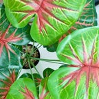 Artificial Caladium Plant with Red and Green Leaves, Red Leaf Artificial Plants Decoration Simulated Bonsai Potted Decor Home Room Party Wedding Office Floor(RedGreen(No Flowerpot), 60cm)
