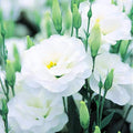 Eustoma Lisianthus Plant Live, Lisianthus Flowers Well Rooted Plug 2-3 Inch Height, Lisianthus Thornless Roses Seedling (White Lisianthus)
