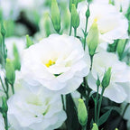 Eustoma Lisianthus Plant Live, Lisianthus Flowers Well Rooted Plug 2-3 Inch Height, Lisianthus Thornless Roses Seedling (White Lisianthus)