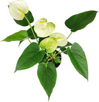 Live Indoor Flowering Houseplants, Anthurium White in 4" Grower Pot, Easy Care Houseplants