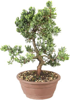 Brussel's Bonsai Live Green Mound Juniper Bonsai Tree - Large, 7 Year, 12 to 16 Inches - Outdoor Bonsai Tree Live with Bonsai Pot