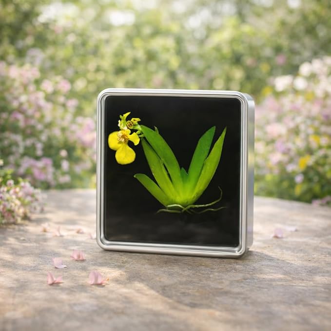 Bloomify Live Dancing Orchid Picture, Maintenance Free Orchid, Psygmorchis Pusilla, Live Green Wall Décor, Blooming, No Green Thumb Necessary, Great for Work, Home, Wall Décor, Unique Gift.