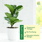 Thorsen's Greenhouse Ficus Lyrata, Fiddle Leaf Fig Plant, Rare, Live Indoor Plant, Collector Plant, Beautiful Foliage, Statement Piece, 6" Diameter Pot (Sage, 6" Pot)
