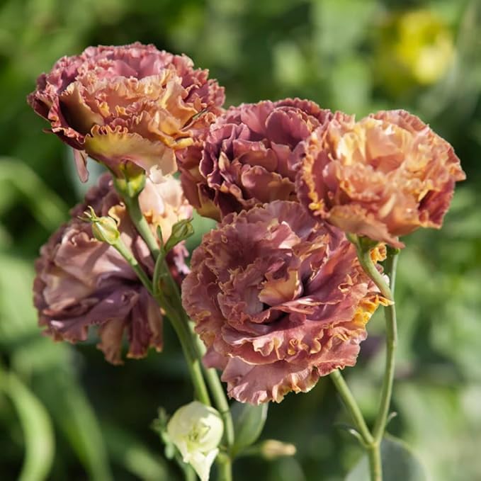 Eustoma Lisianthus Plant Live, Lisianthus Flowers Well Rooted Plug 2-3 Inch Height, Lisianthus Thornless Roses Seedling (Brown Lisianthus)
