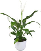 Altman Plants Peace Lily Plant Decor with 6 Inch White Plant Pot, Easy to Grow House Plant, Desk Plant & Office Plant, Easy Plant Gift, Air Purifying Plants Grow in Indoor Plant Potting Soil Mix
