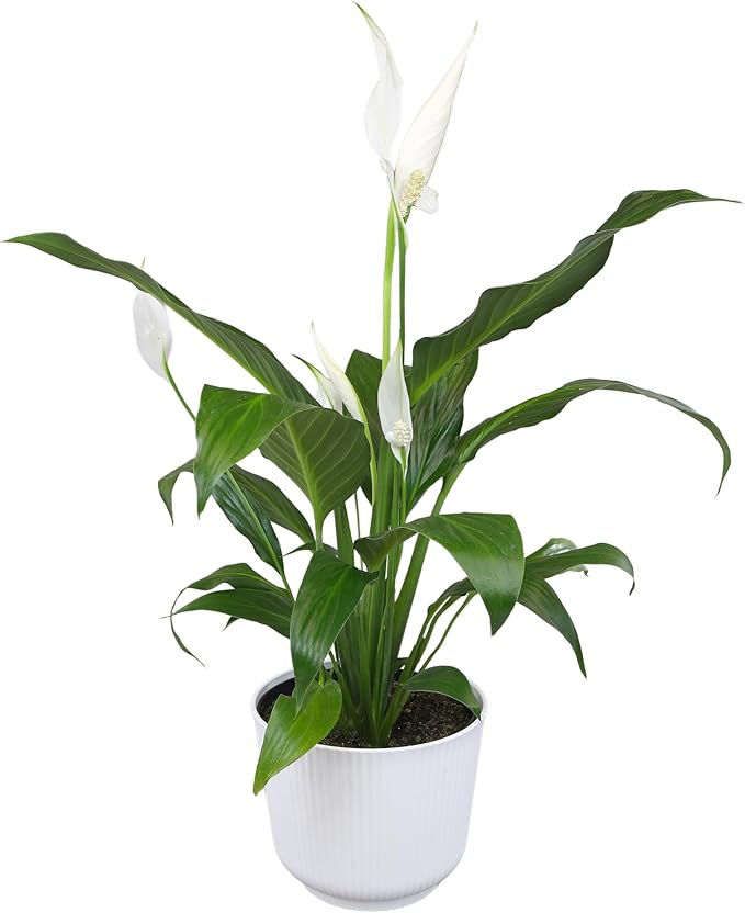 Altman Plants Peace Lily Plant Decor with 6 Inch White Plant Pot, Easy to Grow House Plant, Desk Plant & Office Plant, Easy Plant Gift, Air Purifying Plants Grow in Indoor Plant Potting Soil Mix