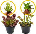 ragnaroc Sarracenia Purpurea SSP. Venosa 2-4" (Purple Pitcher Plant) & Dionaea Muscipula 2-4" (Venus Fly Trap) 4ct – Live Plant for Indoor Outdoor Use, Carnivorous Plants – Live Arrival Guaranteed