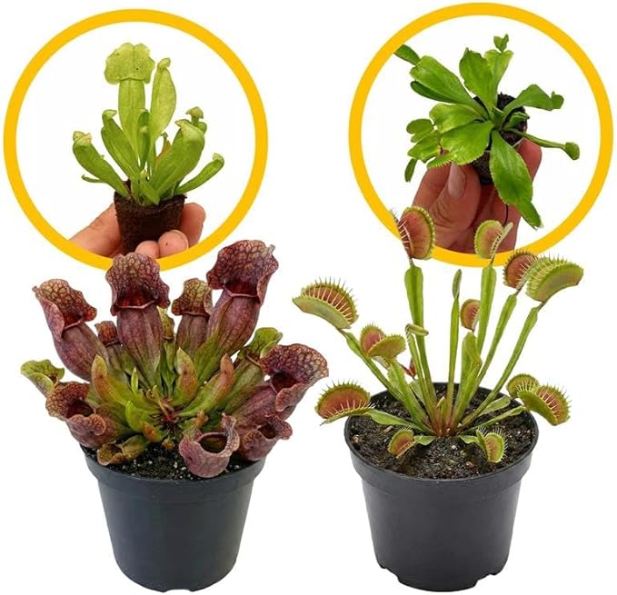 ragnaroc Sarracenia Purpurea SSP. Venosa 2-4" (Purple Pitcher Plant) & Dionaea Muscipula 2-4" (Venus Fly Trap) 2ct – Live Plant for Indoor Outdoor Use, Carnivorous Plants – Live Arrival Guaranteed