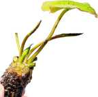 Mainam Blue Nymphaea Geena Live Aquarium Plant Tropical Water Lilies Tuber for Freshwater Fish Pond Balcony