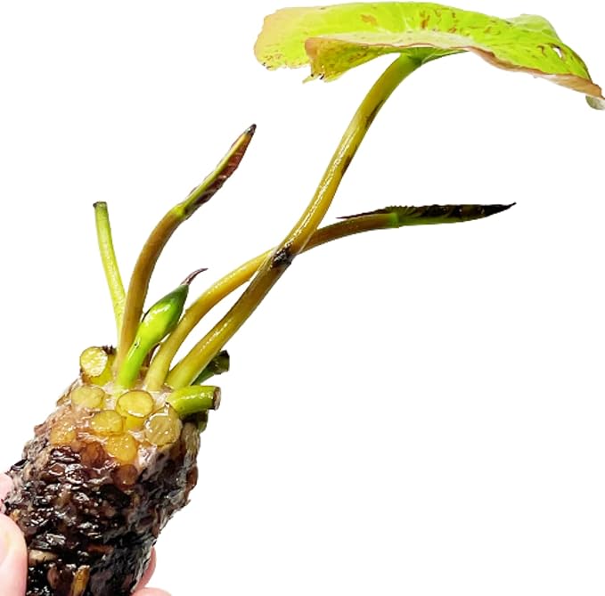 Mainam Blue Nymphaea Geena Live Aquarium Plant Tropical Water Lilies Tuber for Freshwater Fish Pond Balcony
