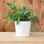 Novelty Majestic Full Depth Round Cylinder Pot, Glossy White, 8-Inch (10082)
