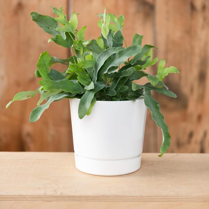 Novelty Majestic Full Depth Cylinder Pot, Glossy White, 12-Inch (10122)