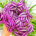 02 Wandering Jew Plants Live Houseplants, Starter Plants in 2in Pot, Tradescantia Live Plant, Very Fast-Growing, Mix Pink and Purple