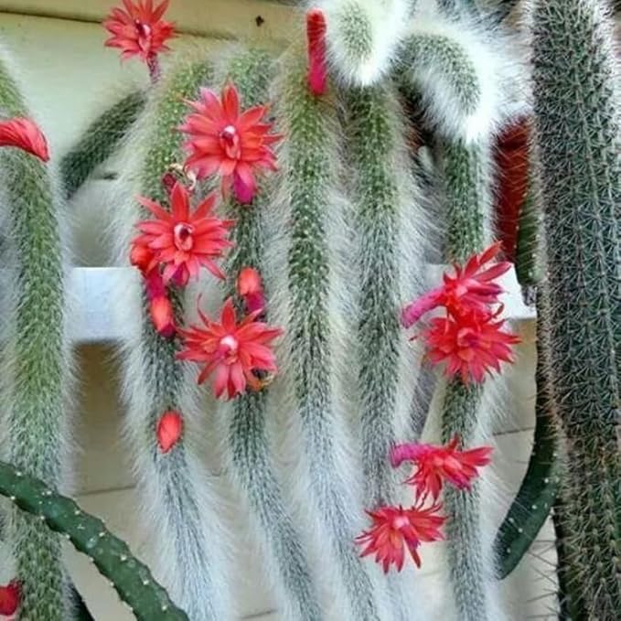 Monkey Tail Cactus Live Plant, Rare Trailing Cactus Indoor Houseplant 3-6 Inch Tall, Hanging Basket, Container Growing