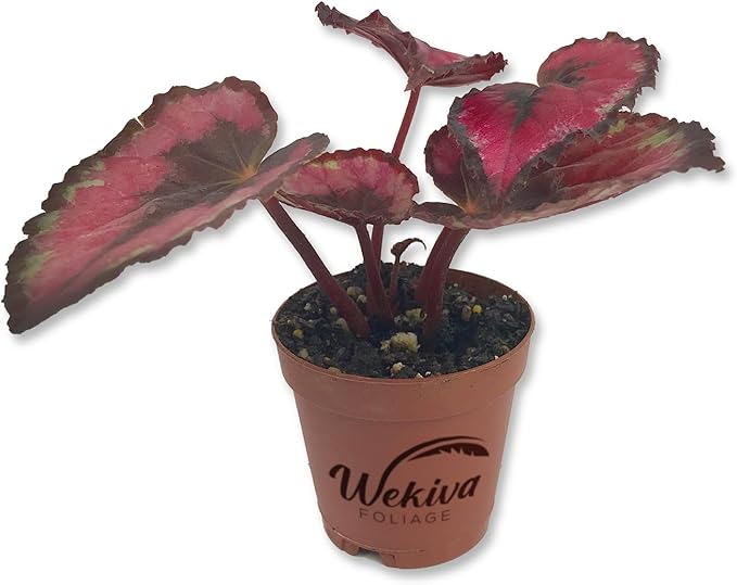 Red Kiss Begonia - Live Starter in a 2 Inch Pot - Begonia Rex 'Red Kiss' - Extremely Rare and Beautiful Vining Indoor Houseplant - Air Purifying