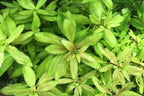 SubstrateSource Live Plant - Mermaid Weed Proserpinaca Palustris Tissue Culture Aquatic Live Aquarium Plant - 100% Snail Free in Vitro Cup (Mermaid Weed)