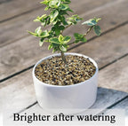 FANTIAN 5 lbs Fish Tank Sand, 1/16 inch Mini Aquarium Gravel, Decorative Pea Gravel Stones for Air Plants, Vase Fillers, Landscaping and Succulent Soil Cover