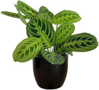 Live Plant, Lemon Lime Maranta Prayer Plant, Pet Friendly, Air Purifying Plant, Easy Care, Easy to Grow Live Indoor Plant, Houseplant, Rare Indoor Plant, Home Décor 4.7" Pot by Hopewind Plants Shop