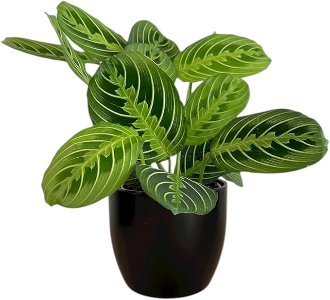 Live Plant, Lemon Lime Maranta Prayer Plant, Pet Friendly, Air Purifying Plant, Easy Care, Easy to Grow Live Indoor Plant, Houseplant, Rare Indoor Plant, Home Décor 4.7" Pot by Hopewind Plants Shop