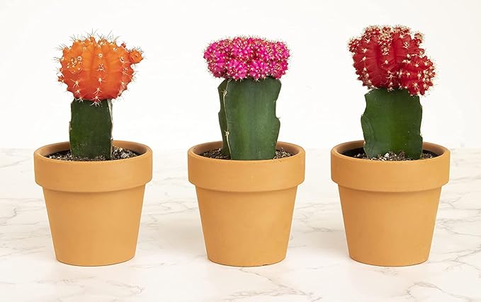 Grafted Cactus Succulent 3PK in 3" Terracotta Pots, Live Succulents & Mini Cacti Plant Gift, Real Houseplants for Home or Office, Easy Care Houseplant Trio by Plants for Pets
