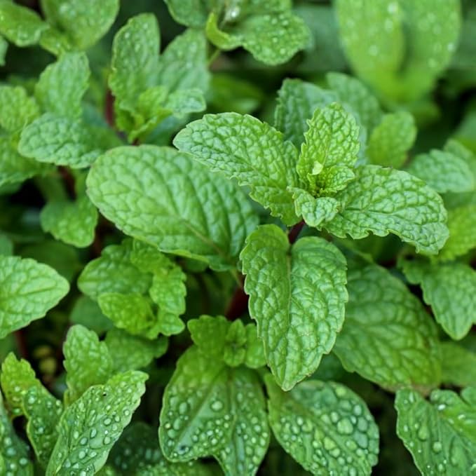 Apple Mint Plants Live, Mint Plants for Inside and Home Décor, 3-Inch Potted Fresh Herb for Kitchen Gardens and Indoor Outdoor Growing