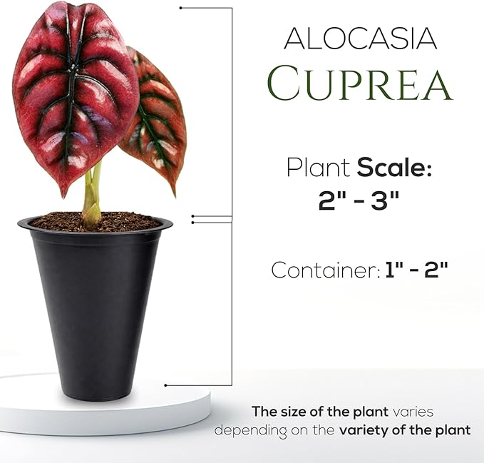 Alocasia Cuprea (4 Pack) Live Plant, Rare Indoor Alocasia, Metallic Leaf Elephant Ear, Tropical Houseplant Live, Starter Size Alocasia Plant, Exotic Foliage Houseplant for Home Decor Indoor Growing