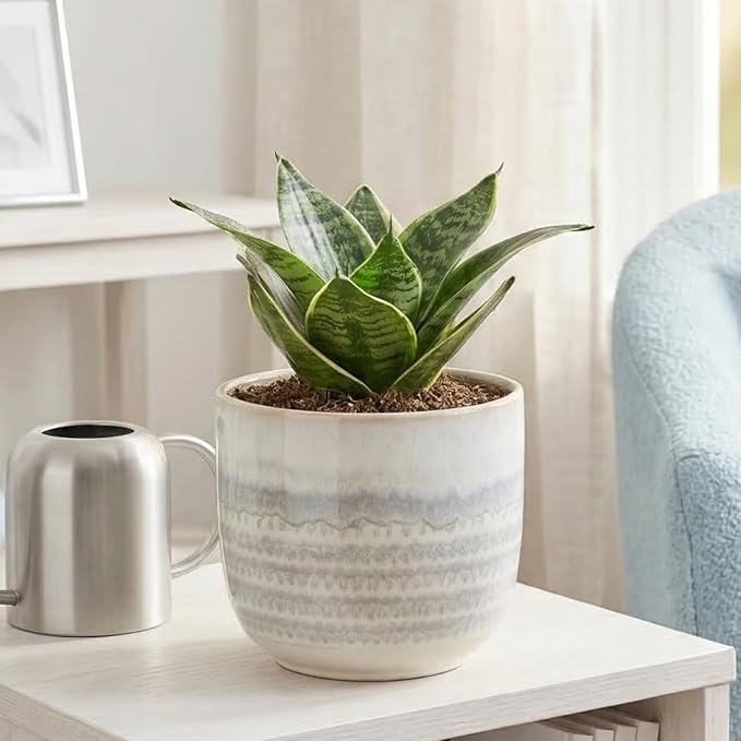 Snake Plant Black Robusta (4 inch) - Lucky Houseplants - 4/6 inch Unique Live Decorative Houseplants - Easy to Care Indoor Plants, Perfect for Office, Home & Feng Shui Decor