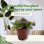 BubbleBlooms Tricolor Hypoestes phyllostachya 2 inch Set of 3 Flamingo Polka Dot Plant Red White and Pink Tiny Mini Pixie Plants