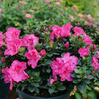 Azalea Live Plant, Live Azalea Plants, Flowering Shrub with Vibrant Red Blooms, 4-7 Inches Tall in 4 Inch Pot (Pink)