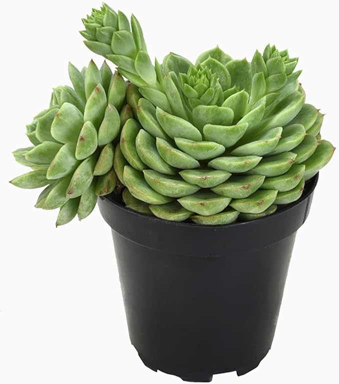 Altman Plants, Lime N Chile Echeveria Succulent Plants Live Succulents Plants Live with Pot, Live Indoor Plants Live Houseplants Live Indoor House Plants Indoors Live Plants Outdoor Plants Live Plant