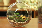 WGV Hanging Terrarium Globe, Width 7", Height 8", DIY Air Succulent Planter, Clear Glass Vase Orb with Flat Bottom, Candle Holder for Windowsill Outdoor Garden Decor, 1 Piece